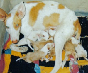 Cachorros paridos por parto natural